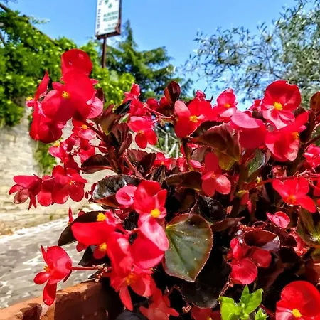 L'oliveto Cineto Romano